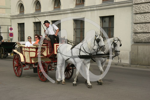 Kutscher, Fiaker, Wien, Österreich