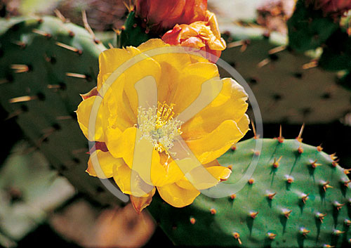 Blumen, Pflanzen, Kaktusblüte