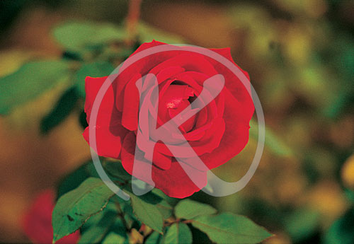 Rose, Blumen, Pflanzen, Flora