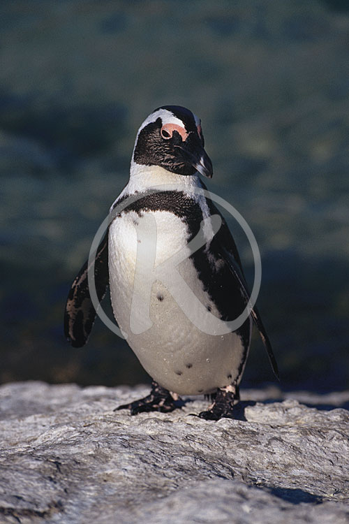 Brillenpinguin, Pinguine, Tiere, Fauna/Flora
