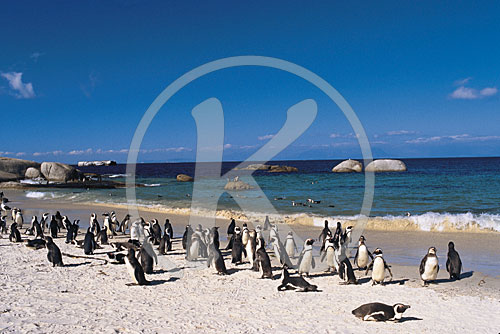 Brillenpinguine am Strand "The Boulders"  Simon's Town