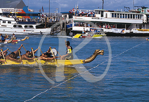 Drachenbootrennen, Auckland, Neuseeland, Ozeanien