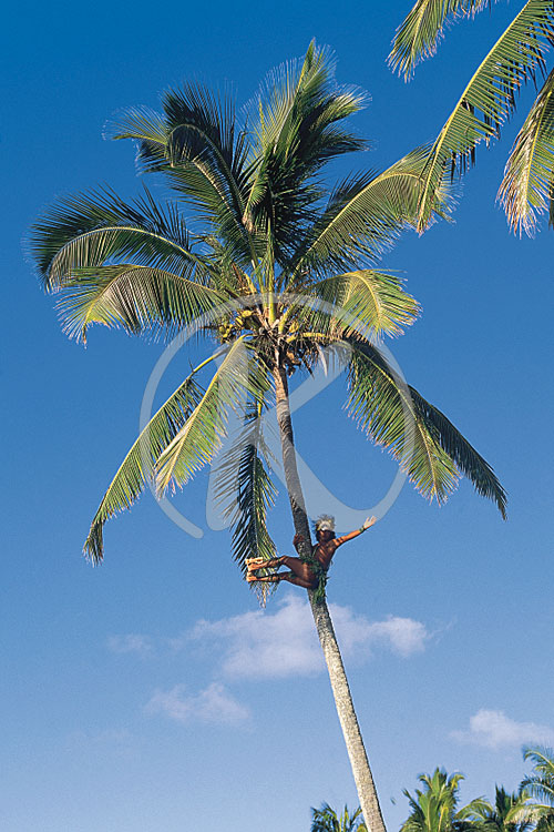 Palmenkletterer, Cook Islands, Neuseeland, Ozeanien