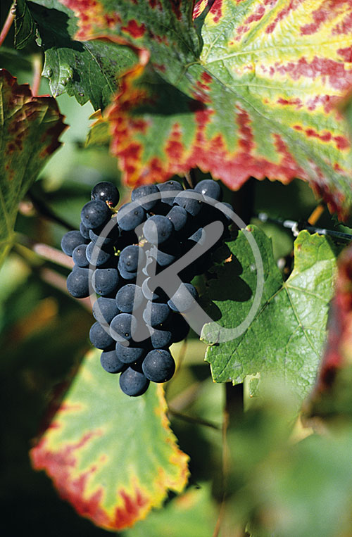 Weintrauben, Natur, Flora