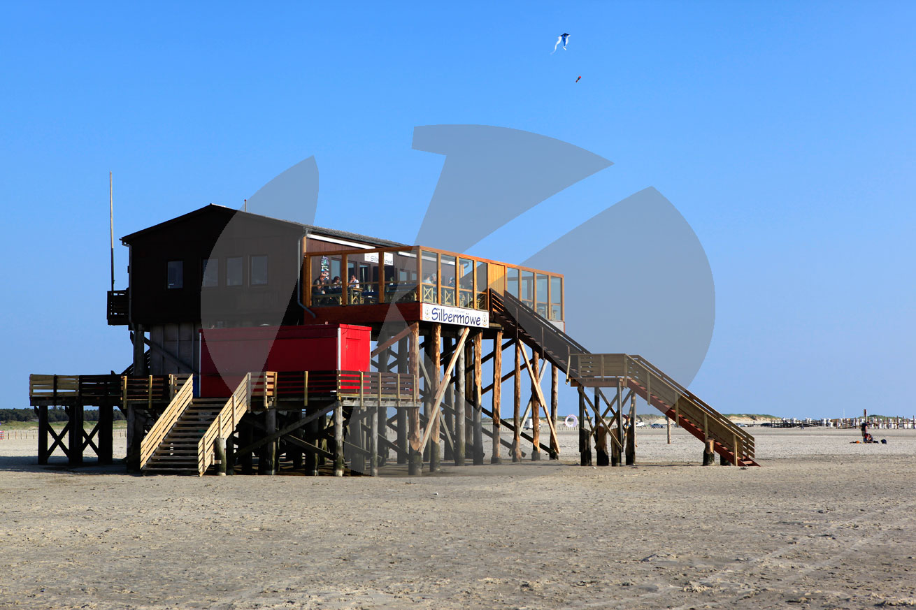Silbermöve, Nackhörn, St. Peter Ording