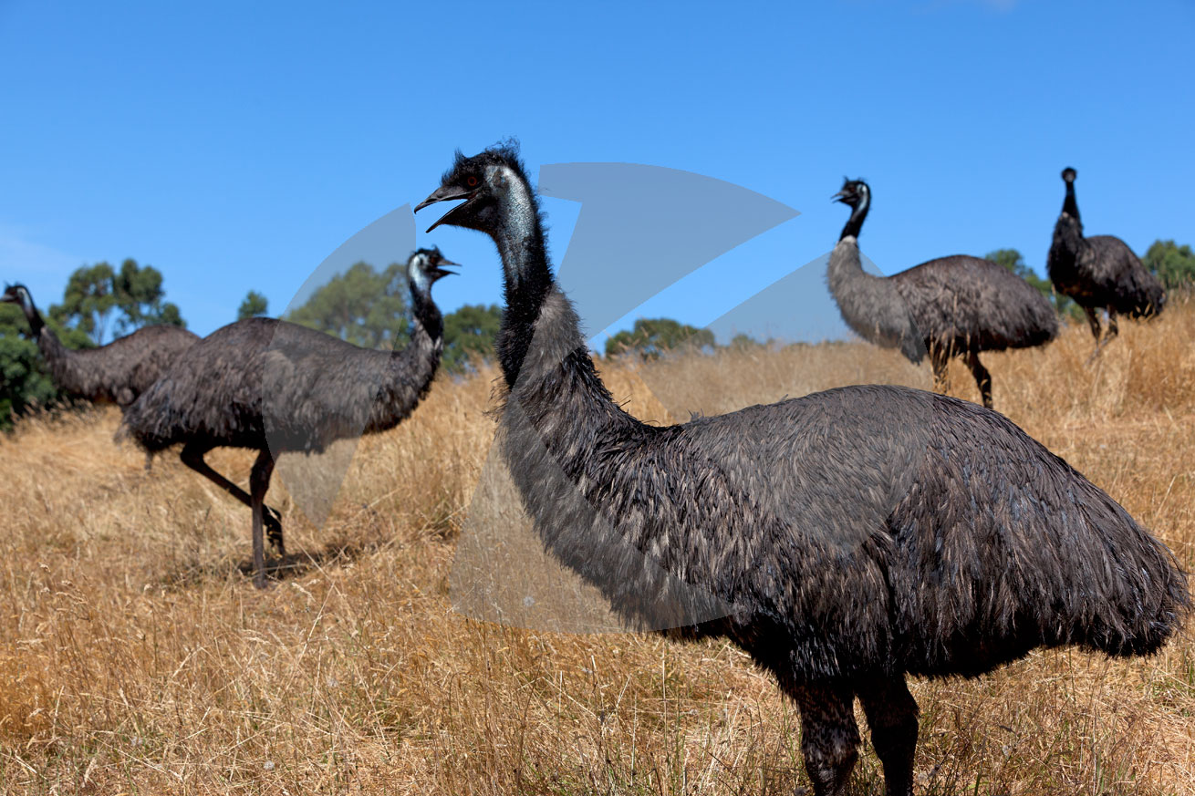 Emu, Laufvogel, Australien