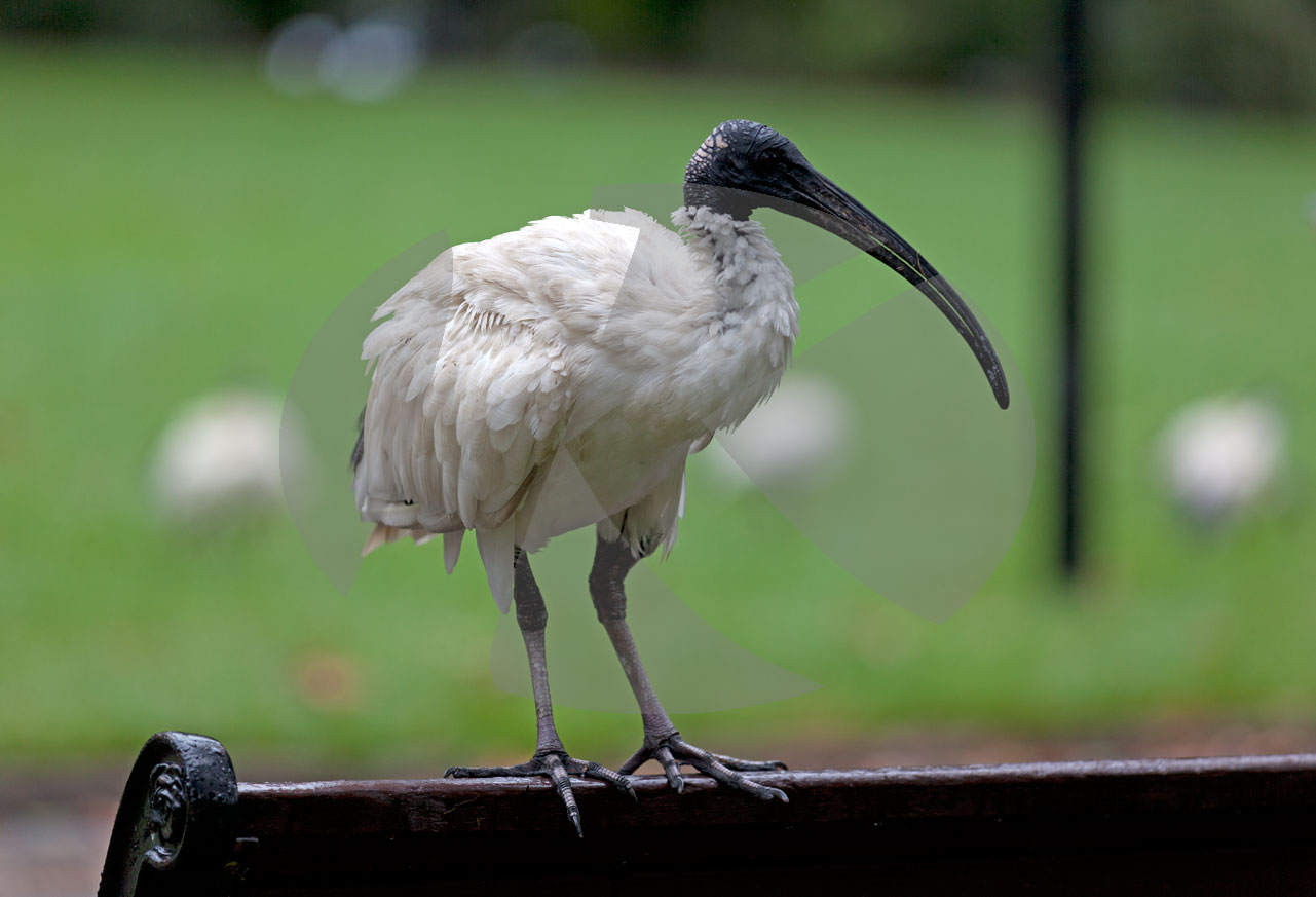 Heiliger Ibis, Sydney