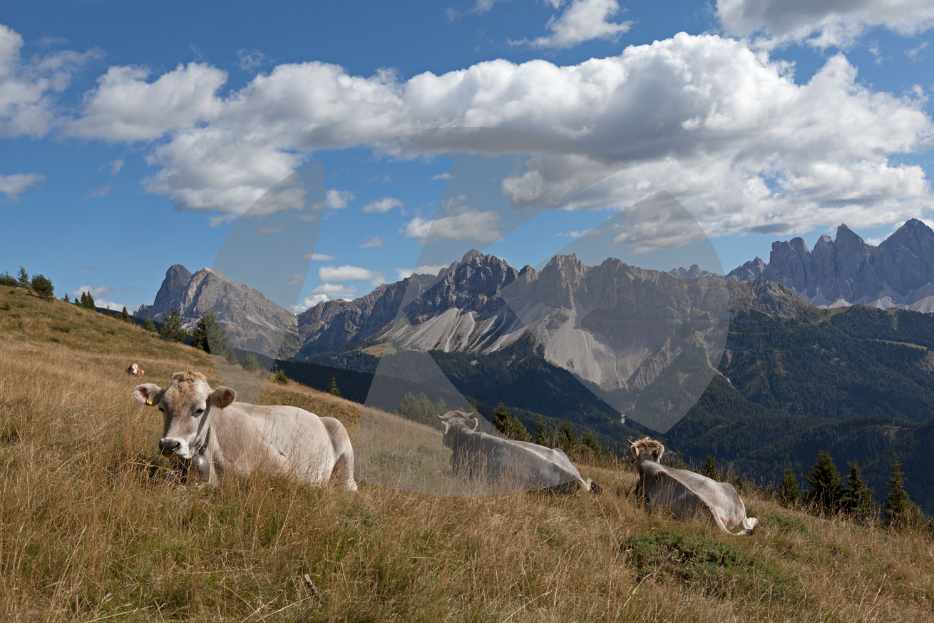 Dolomiten Panoramawanderweg, Plose, Brixen