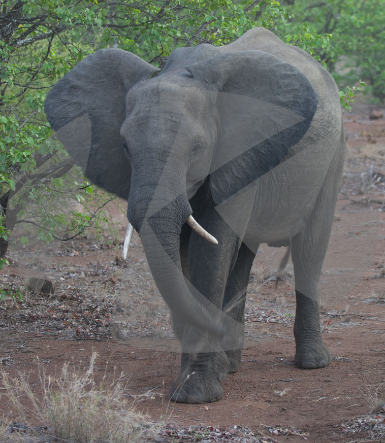 Elefant, Krüger National Park